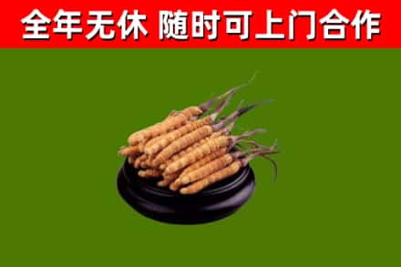 拉萨市烟酒回收冬虫夏草.jpg